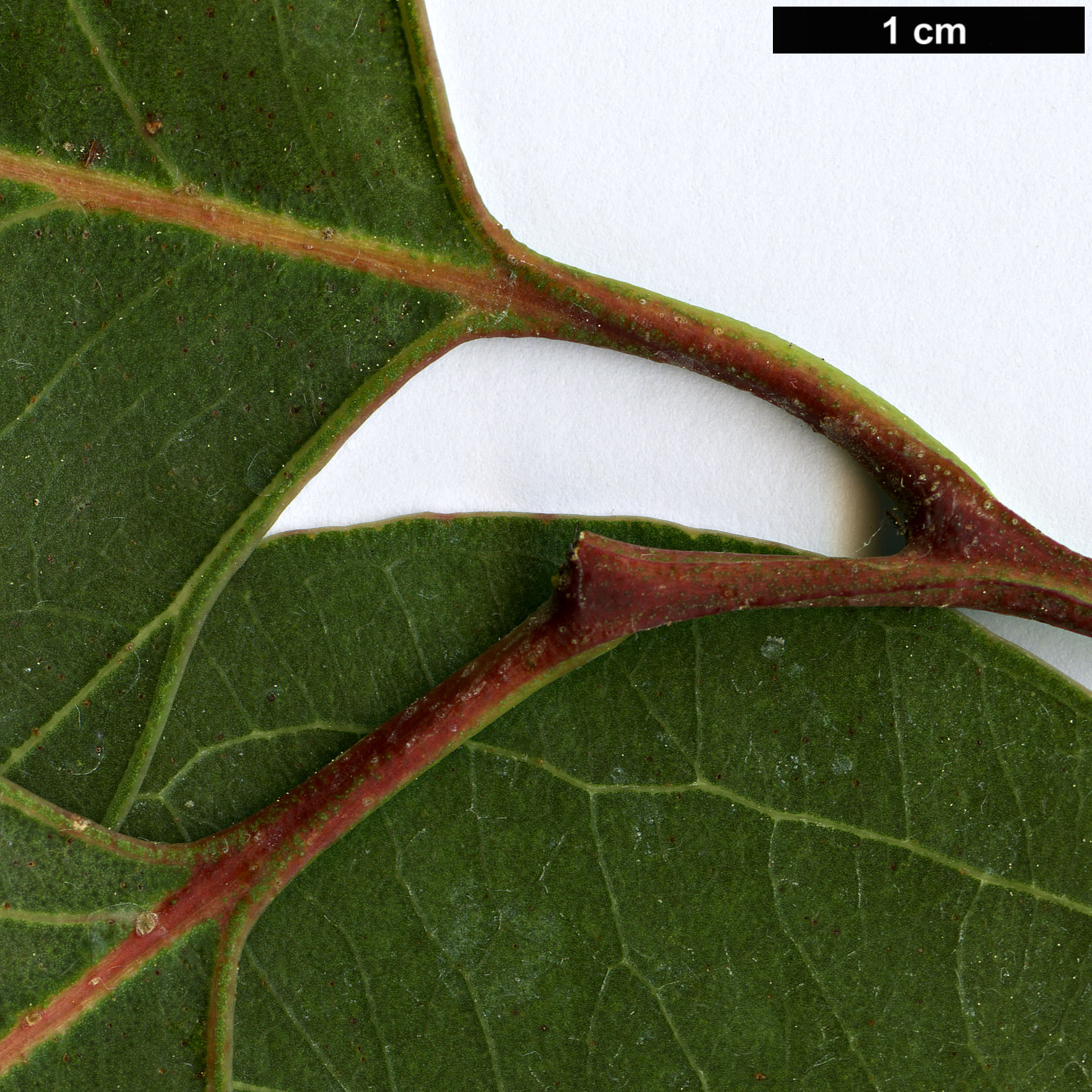 High resolution image: Family: Myrtaceae - Genus: Eucalyptus - Taxon: amplifolia - SpeciesSub: subsp. amplifolia